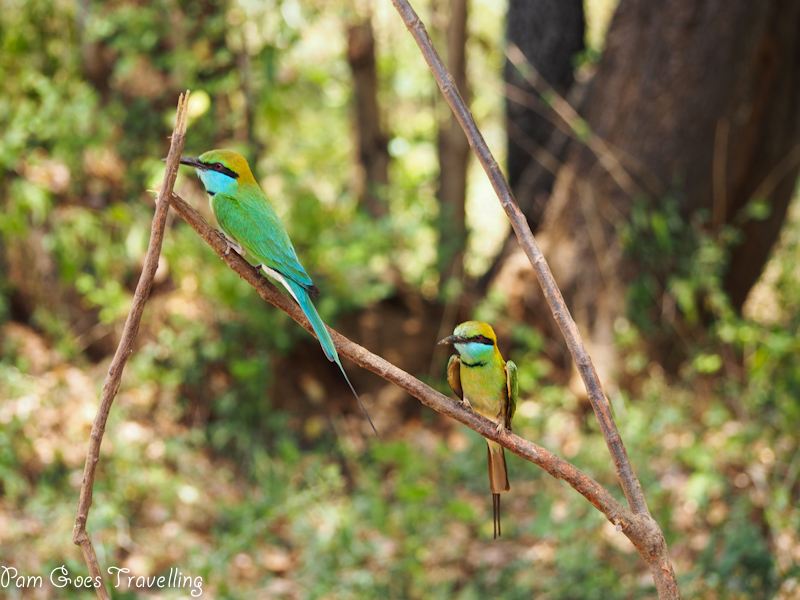 Green Bee Eater spotted at Yala National Park