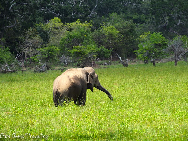 Yala National Park in Sri Lanka