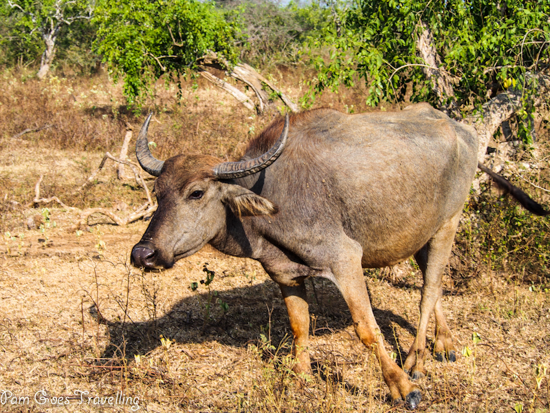 Yala National Park Bull